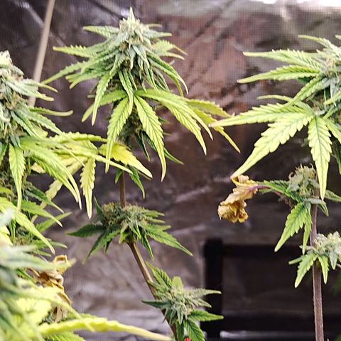 Matanuska growlog timeline photo