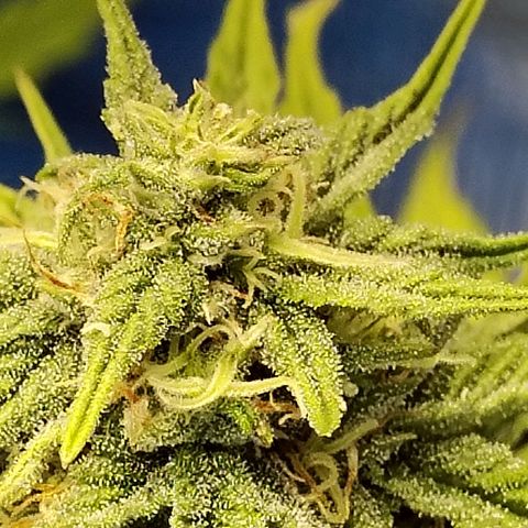 Matanuska growlog timeline photo