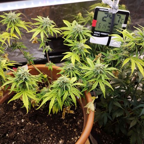 Matanuska growlog timeline photo