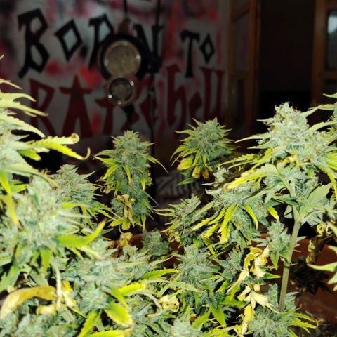 Matanuska growlog timeline photo