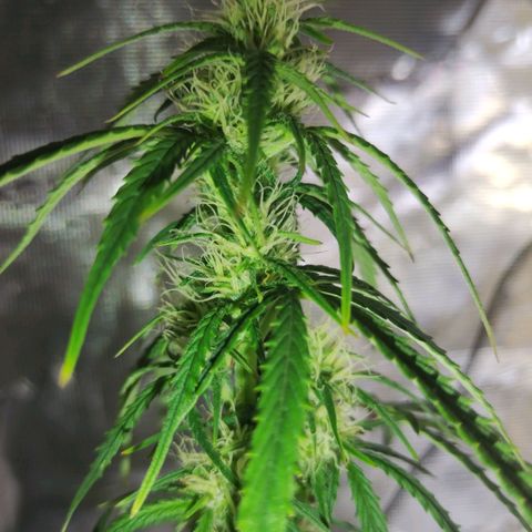 Critikal XXL auto growlog timeline photo