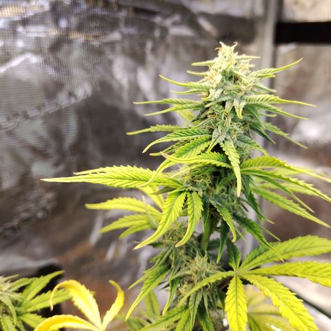 Matanuska growlog timeline photo