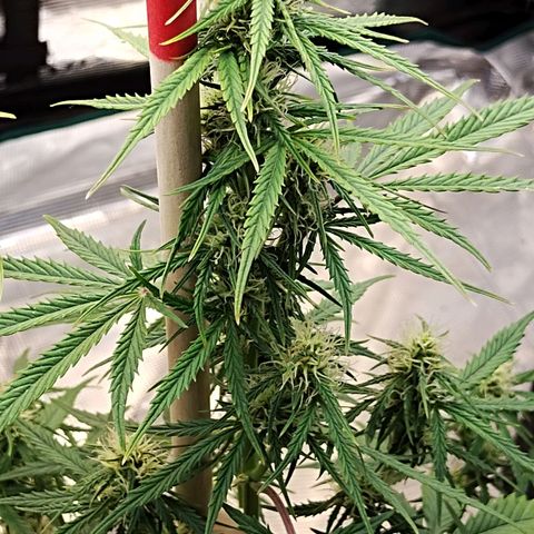 Critikal XXL auto growlog timeline photo
