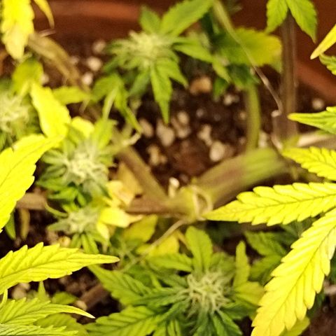 Matanuska growlog timeline photo