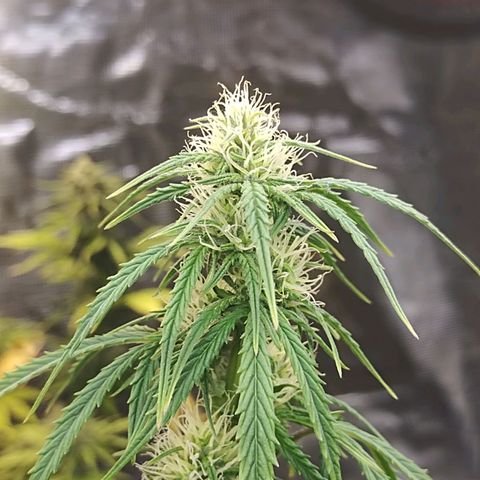 Critikal XXL auto growlog timeline photo