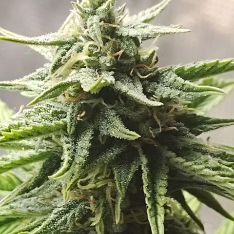 Matanuska growlog timeline photo