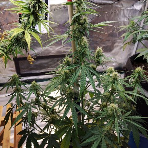 Critikal XXL auto growlog timeline photo