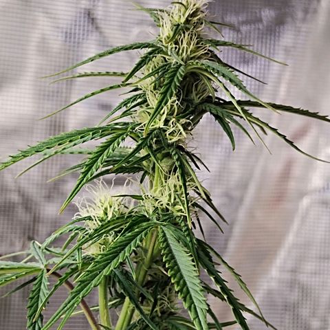 Critikal XXL auto growlog timeline photo