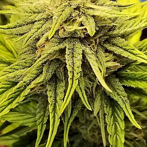 Matanuska growlog timeline photo
