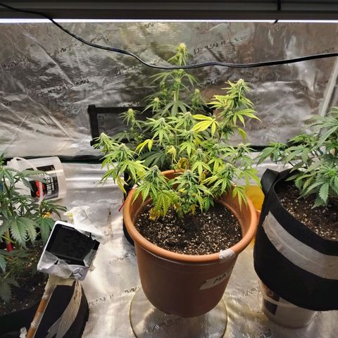 Matanuska growlog timeline photo
