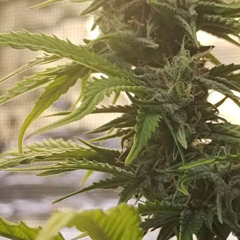 Matanuska growlog timeline photo