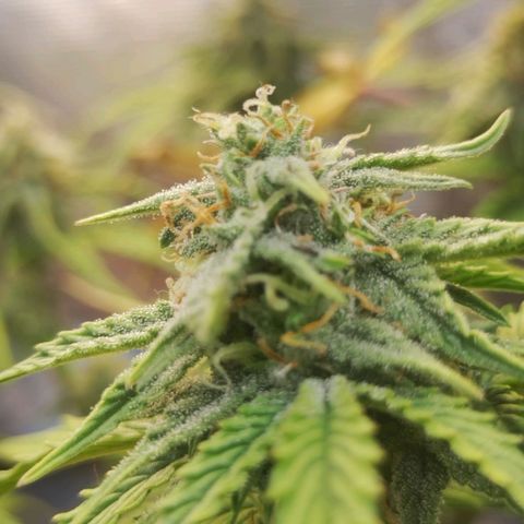 Matanuska growlog timeline photo