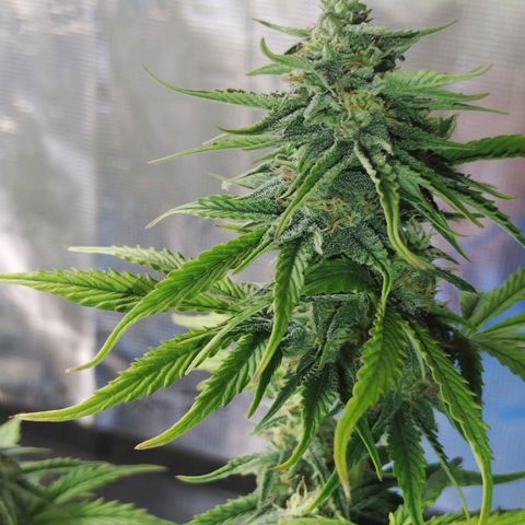 Matanuska growlog timeline photo