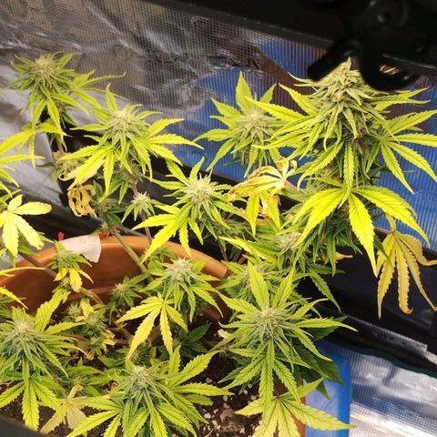 Matanuska growlog timeline photo