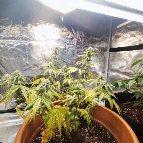 Matanuska growlog timeline photo