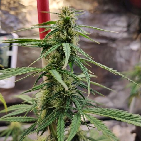 Critikal XXL auto growlog timeline photo