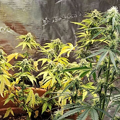 Matanuska growlog timeline photo