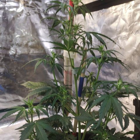 Critikal XXL auto growlog timeline photo