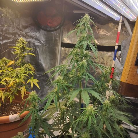 Critikal XXL auto growlog timeline photo