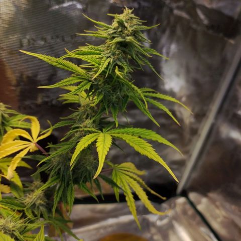 Matanuska growlog timeline photo