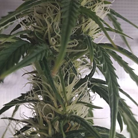 Critikal XXL auto growlog timeline photo