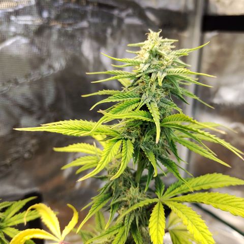 Matanuska growlog timeline photo