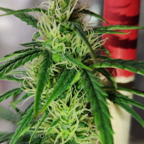 Critikal XXL auto growlog timeline photo