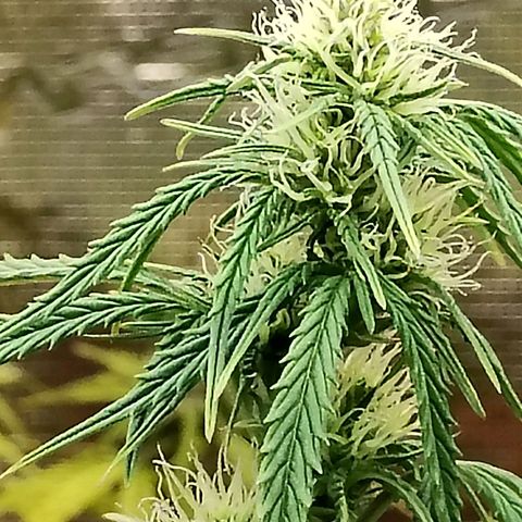 Critikal XXL auto growlog timeline photo