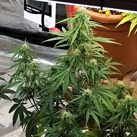 Critikal XXL auto growlog timeline photo