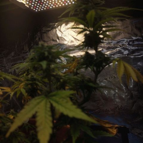 Matanuska growlog timeline photo