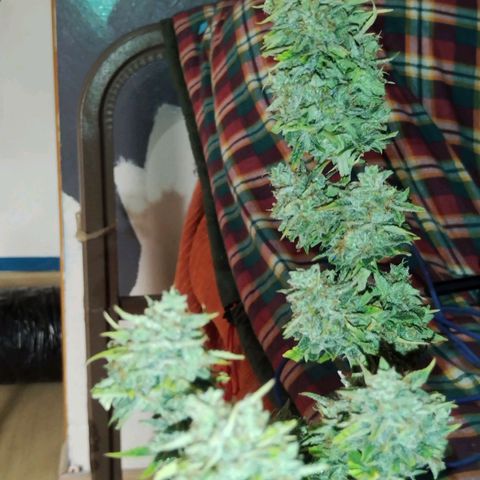 Matanuska growlog timeline photo