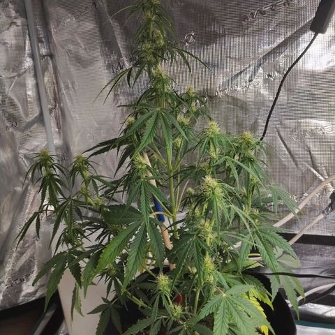 Critikal XXL auto growlog timeline photo
