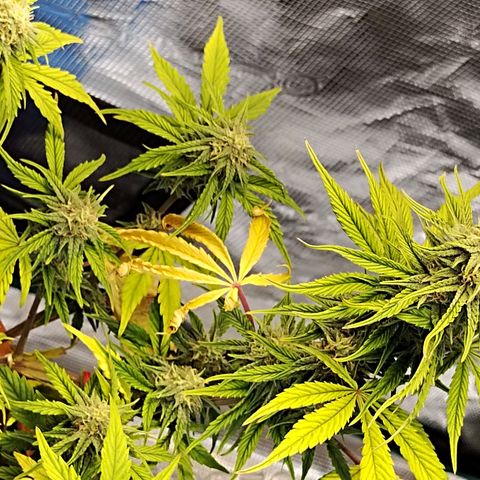 Matanuska growlog timeline photo