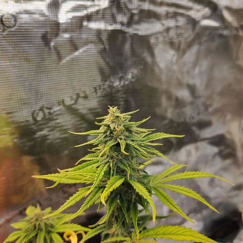 Matanuska growlog timeline photo