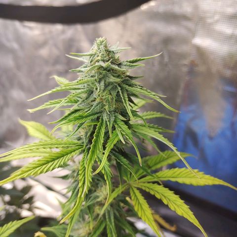 Matanuska growlog timeline photo
