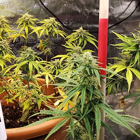 Matanuska growlog timeline photo