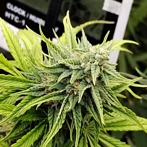 Matanuska growlog timeline photo