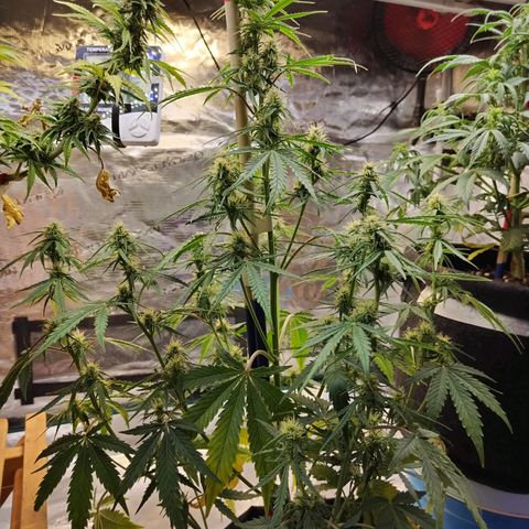 Critikal XXL auto growlog timeline photo