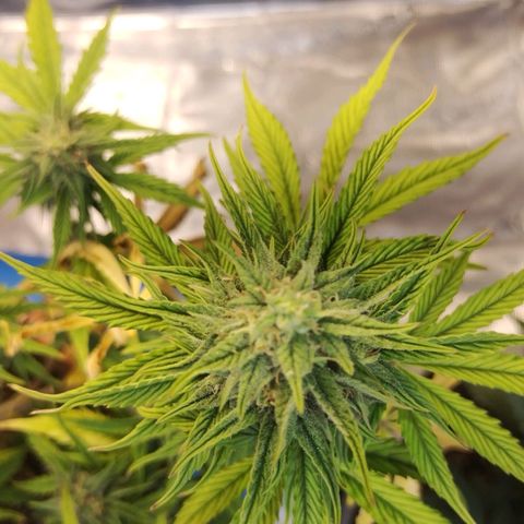 Matanuska growlog timeline photo