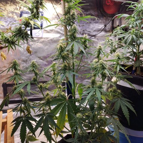 Critikal XXL auto growlog timeline photo