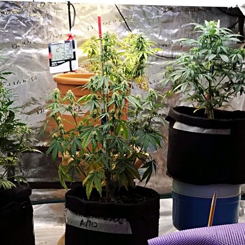 Matanuska growlog timeline photo
