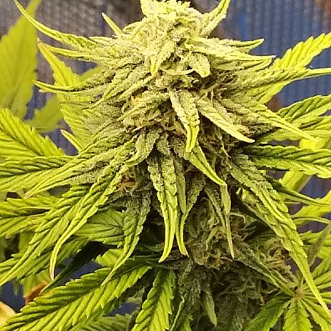 Matanuska growlog timeline photo