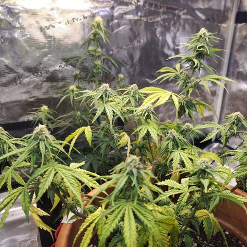 Matanuska growlog timeline photo