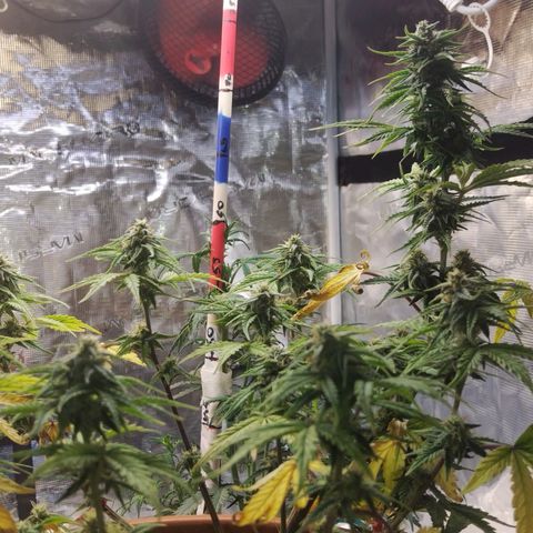 Matanuska growlog timeline photo