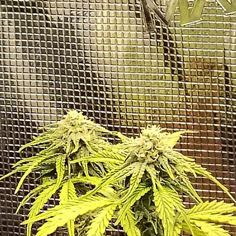 Matanuska growlog timeline photo