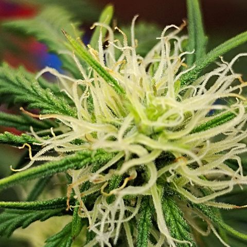 Critikal XXL auto growlog timeline photo