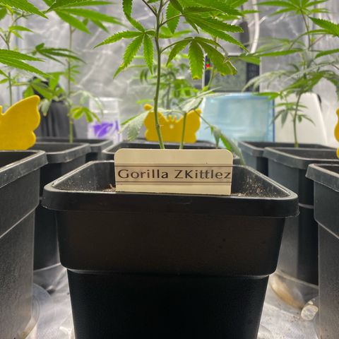 Gorilla Butter growlog photo: Day 12 