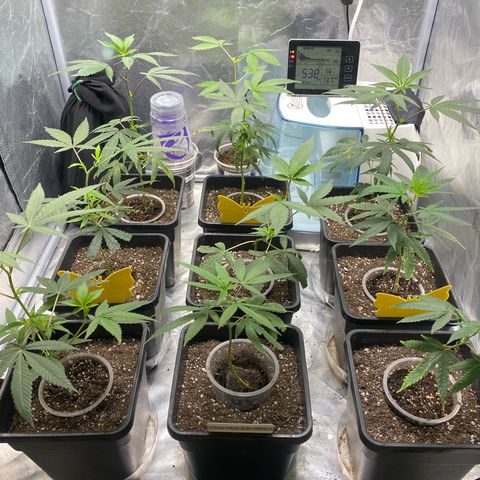 Gorilla Butter growlog photo: Day 12 