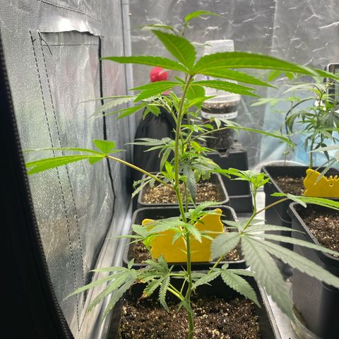Gorilla Butter growlog photo: Day after transplant these girls has responded well to the transplant. Seeing signs of new growth