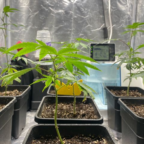 Gorilla Butter growlog photo: Day after transplant these girls has responded well to the transplant. Seeing signs of new growth